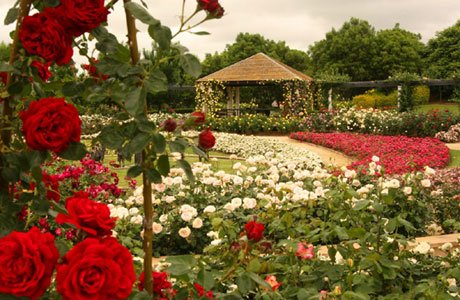 Rose Spectacular at Hunter Valley Gardens
